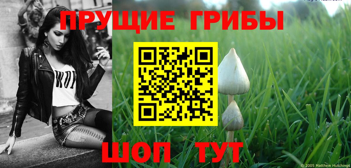 Петропавловск-Камчатский  Галлюциногенные грибы Psilocybe  Вход с VPN 